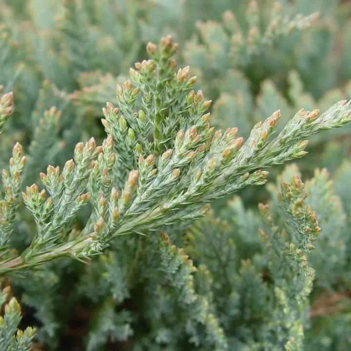 Blue Chip Creeping Juniper