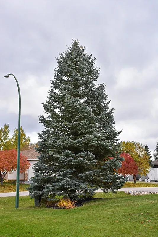 Blue Colorado Spruce - Picea pungens 'var. glauca' - 2-3 Foot Ball & Burlap Tree
