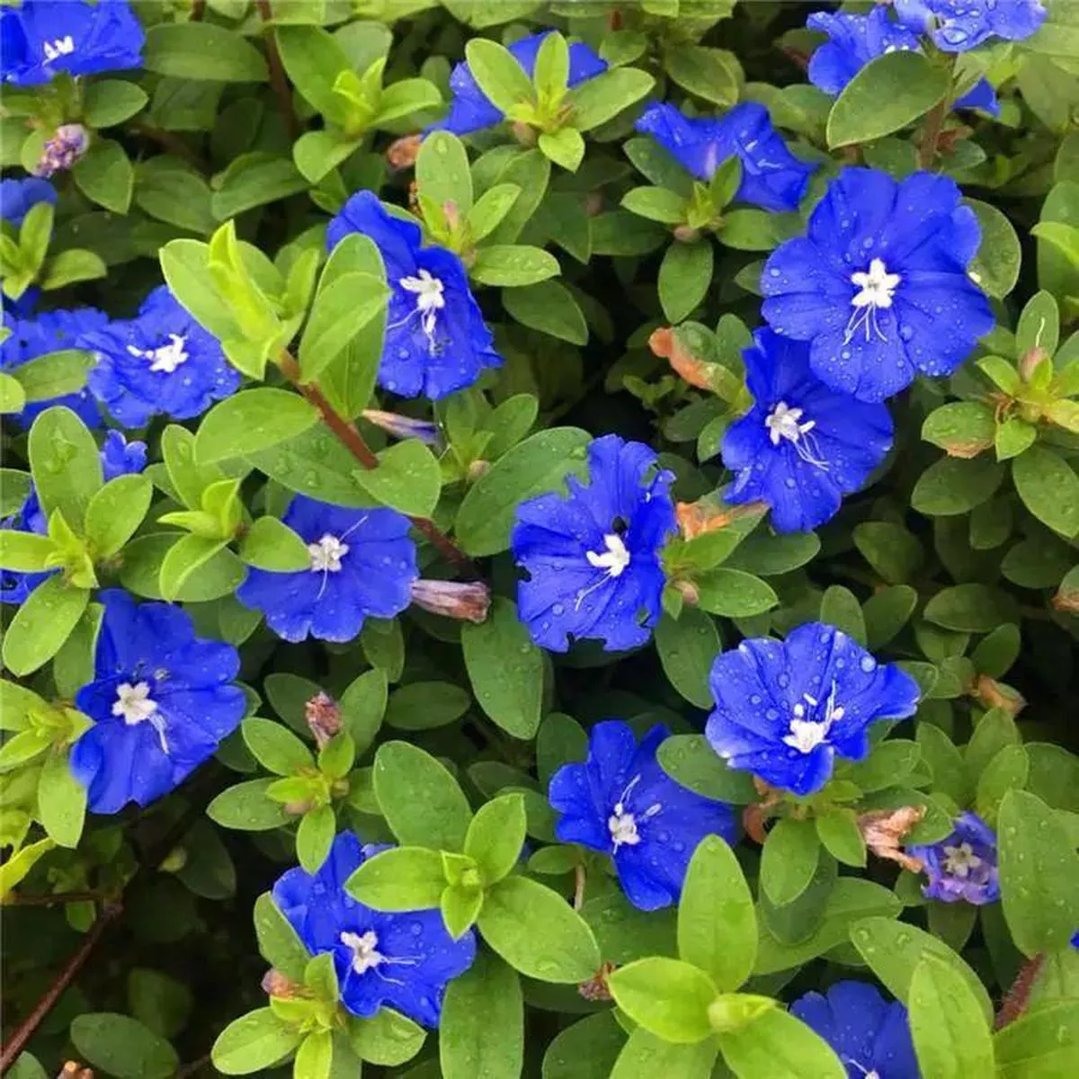Blue Daze