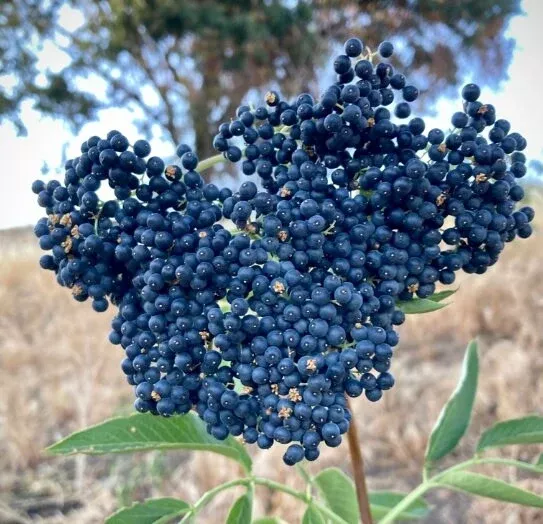 Blue Elderberry Seeds