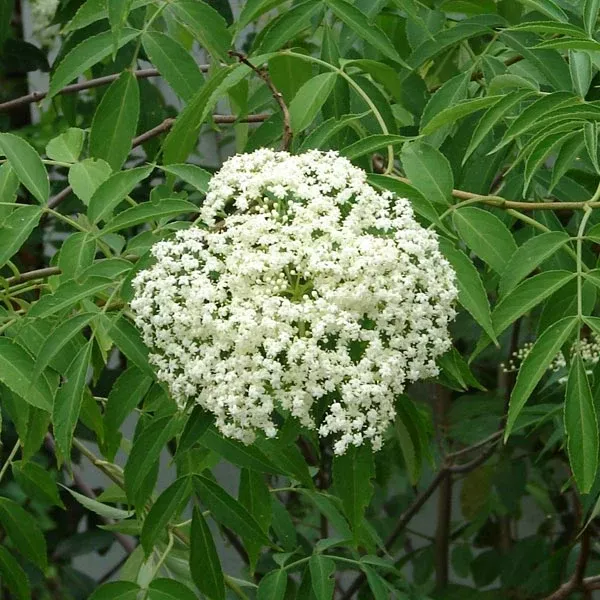 Blue Elderberry Tree