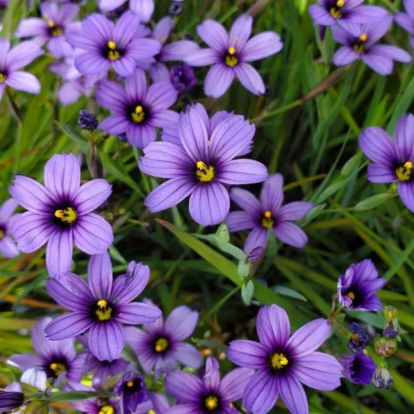 Blue-Eyed Grass
