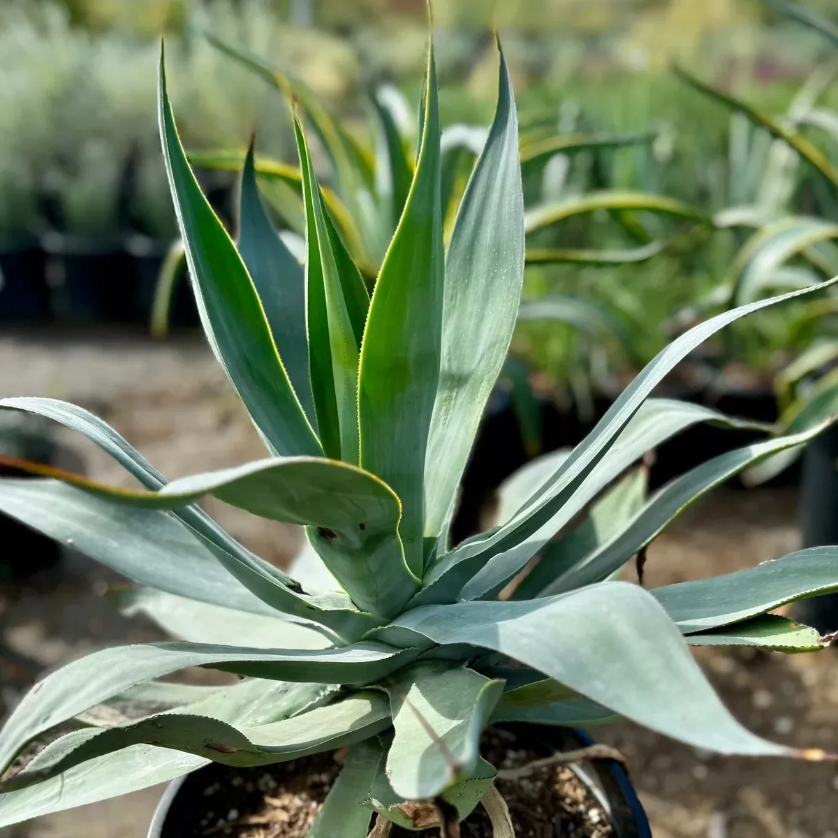 Blue Flame Agave