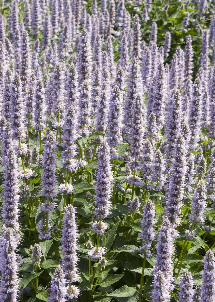 Blue Fortune Agastache