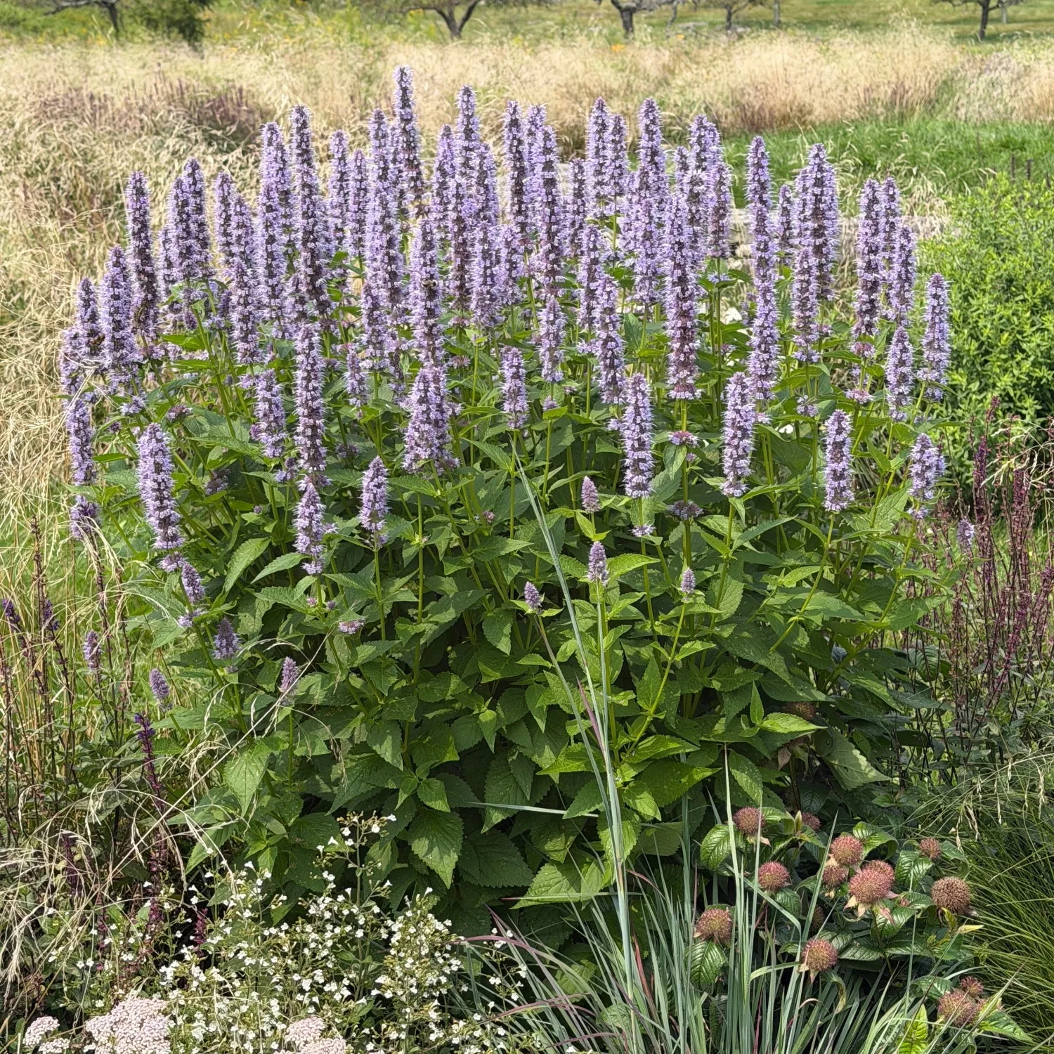 Blue Fortune Anise Hyssop