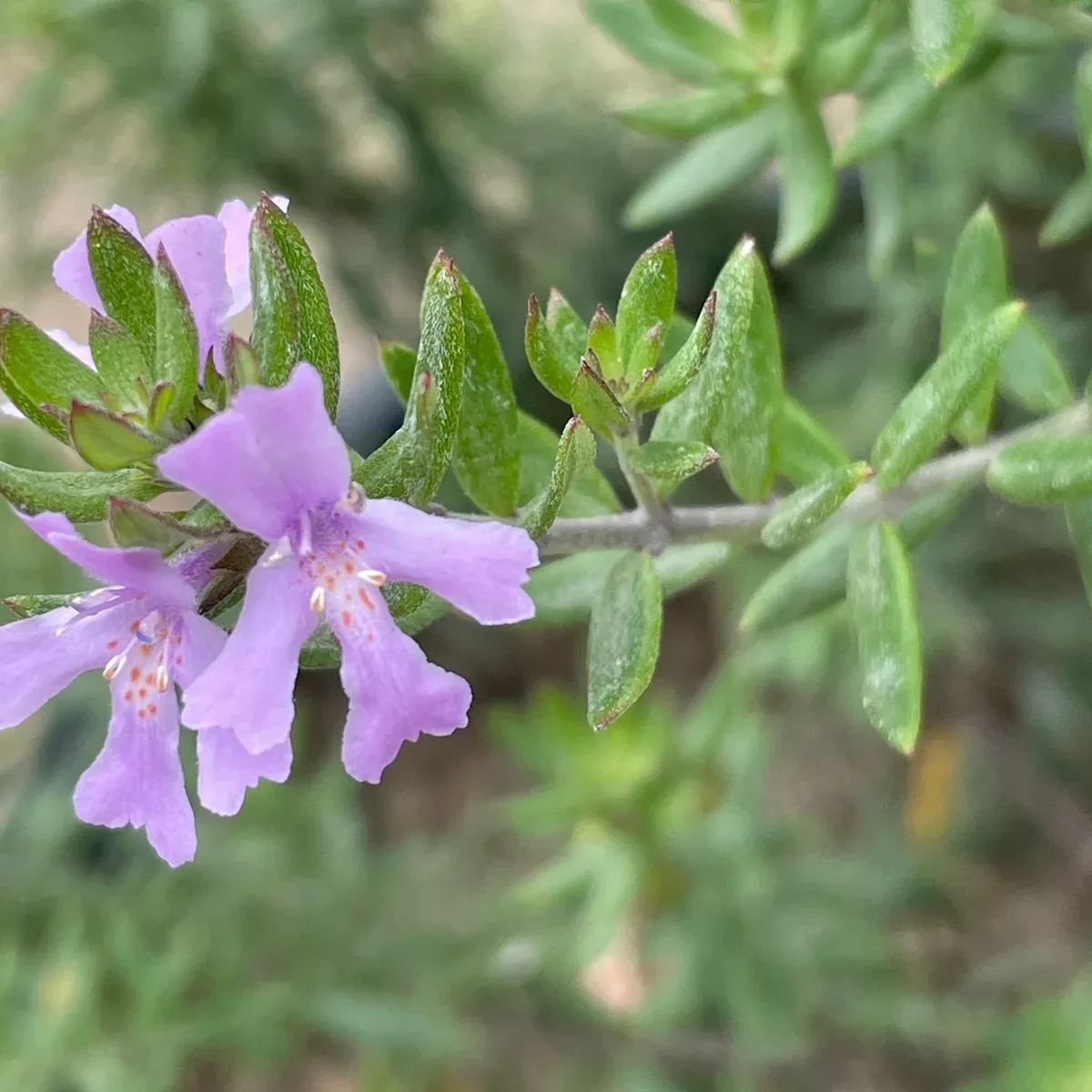Blue Gem Coast Rosemary