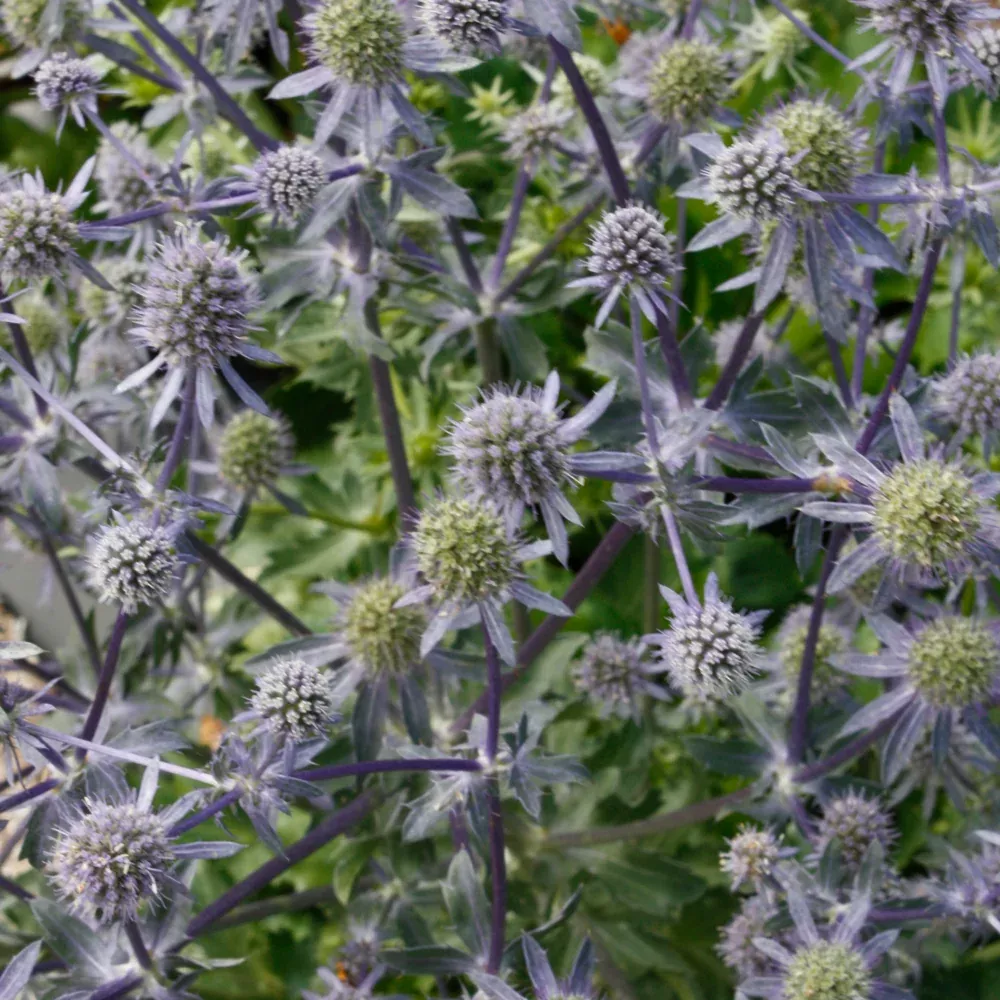 Blue Glitter Sea Holly