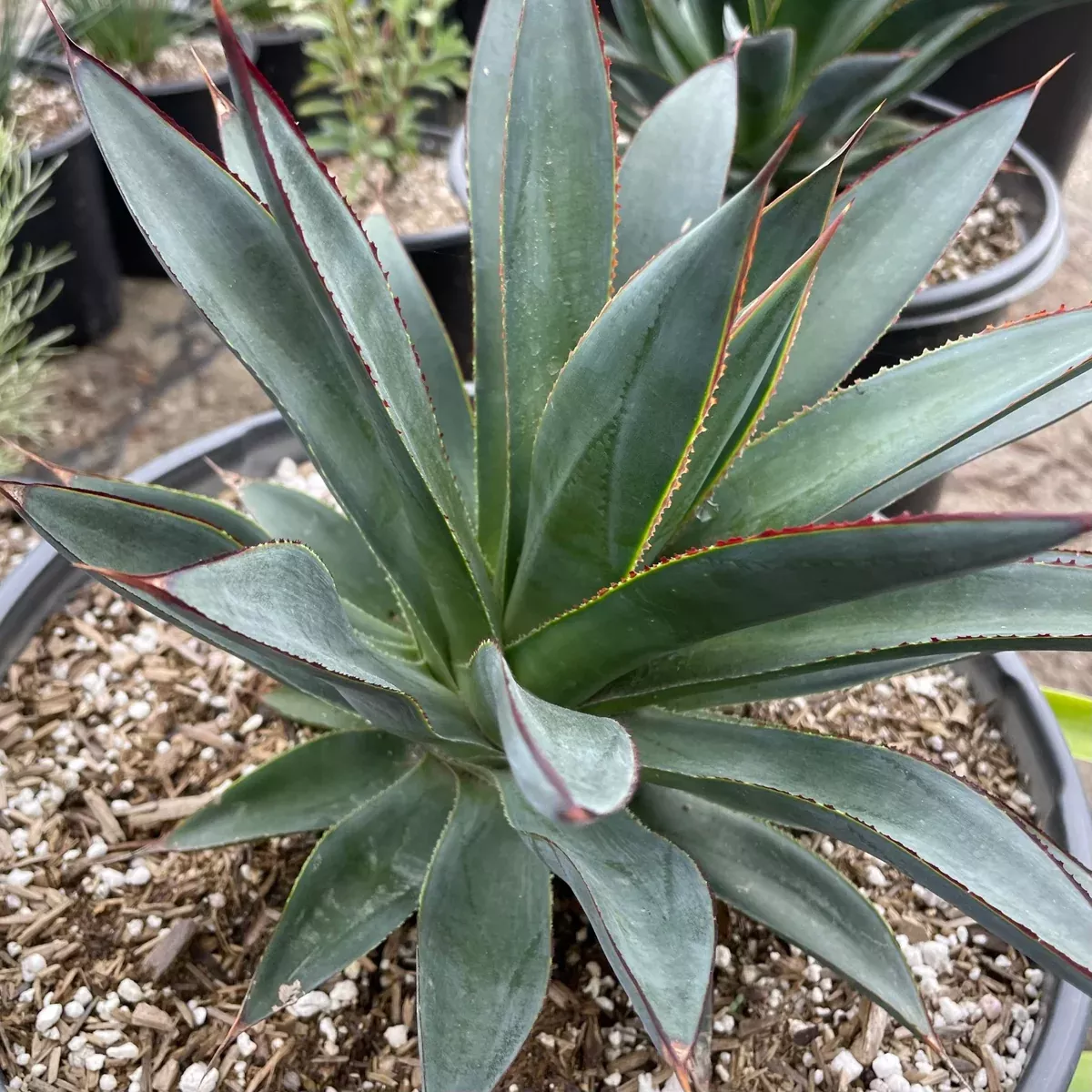 Blue Glow Agave