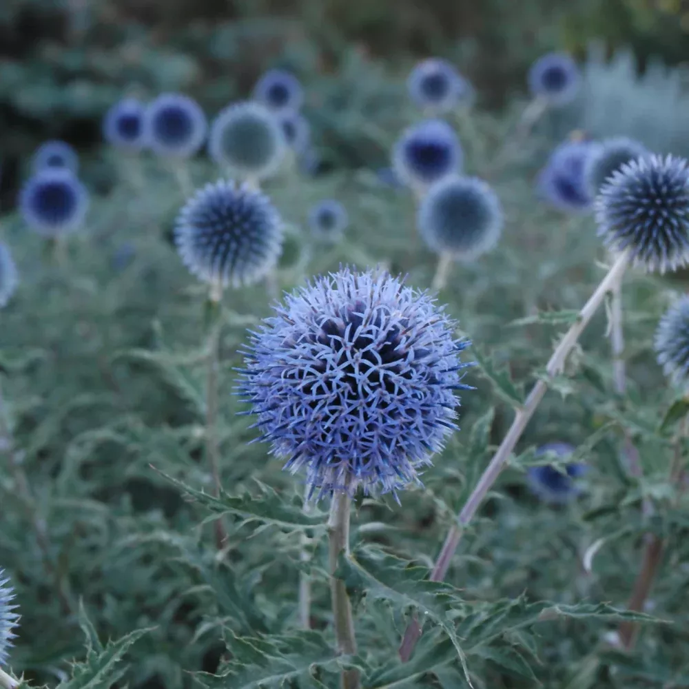 Blue Glow Globe Thistle