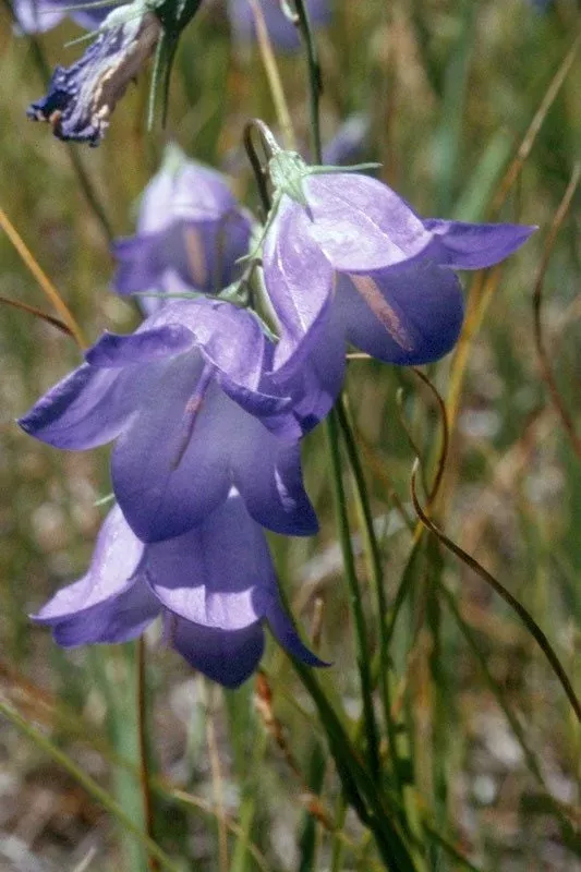 Blue Harebell Seeds, Campanula Rotundifolia, Bluebell CM4025