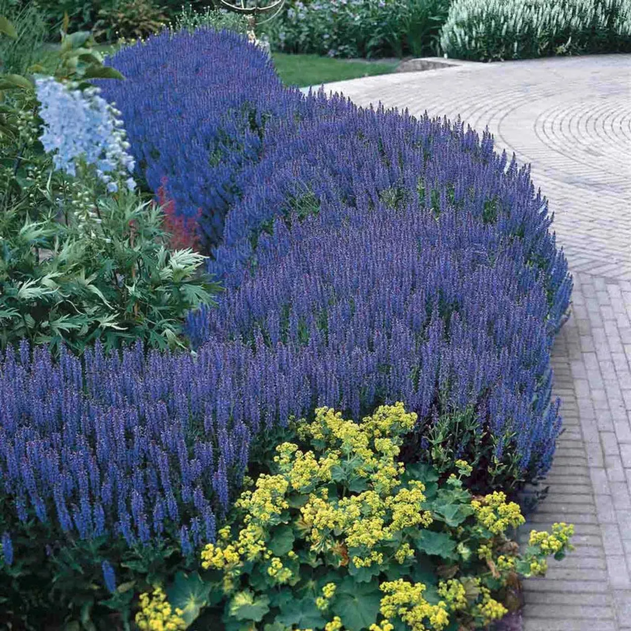 Blue Hill Salvia