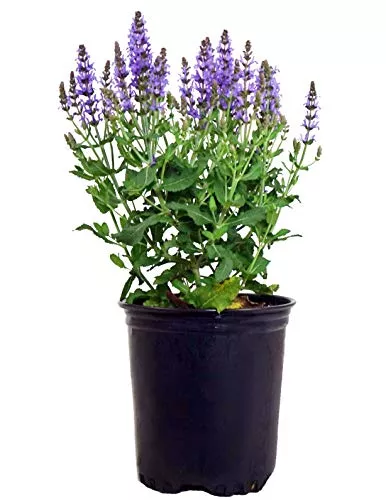 Blue Hill Wood Sage