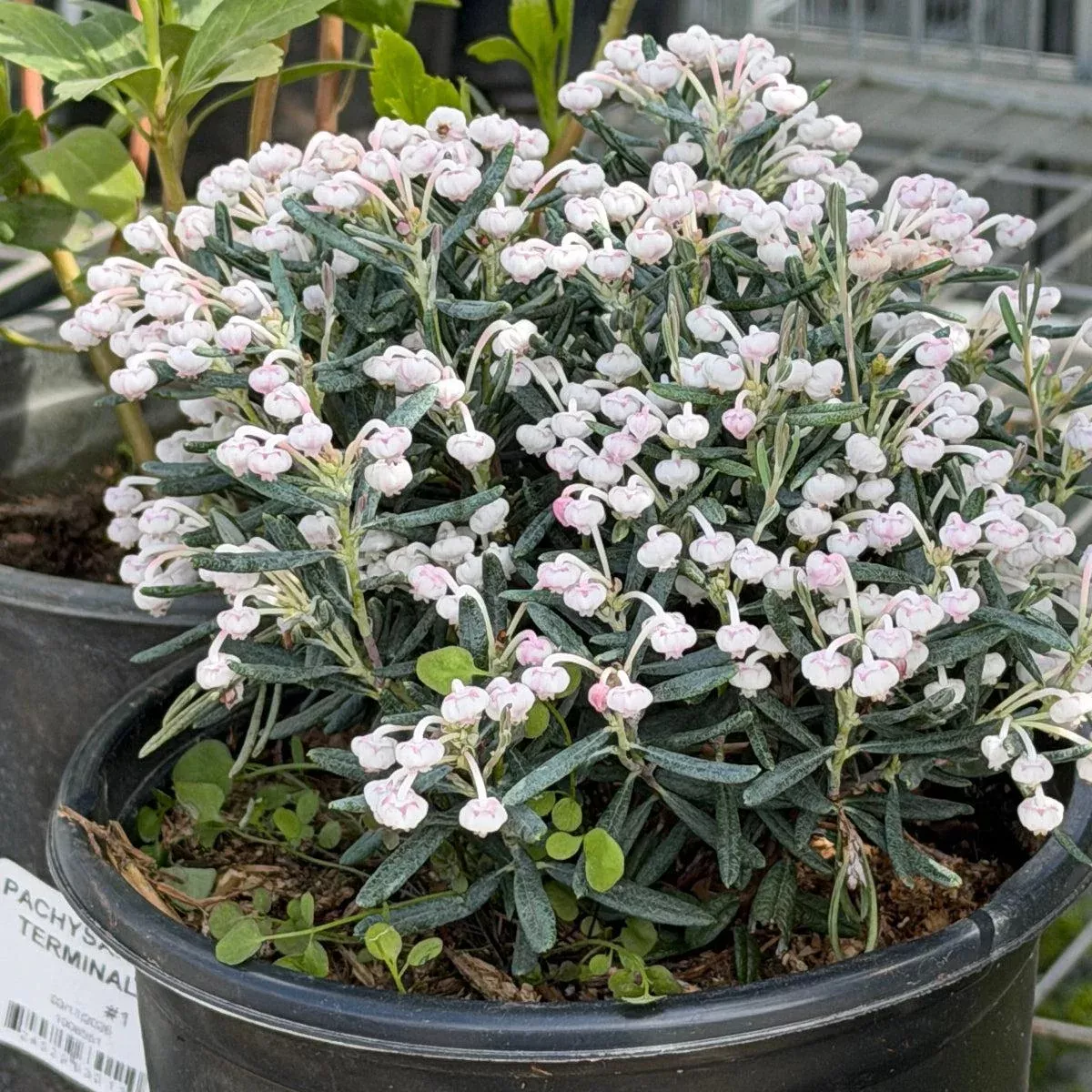 Blue Ice Bog Rosemary