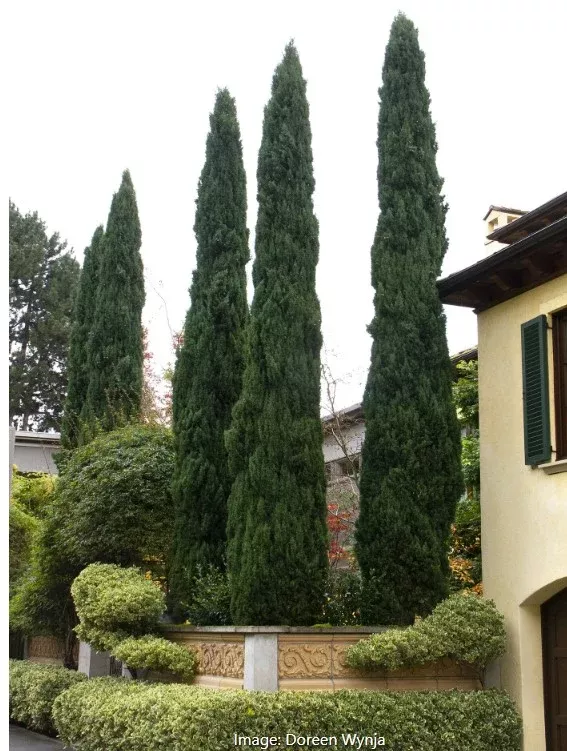 Blue Italian Cypress