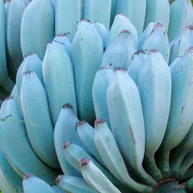 Blue Java Banana (Ice Cream Banana) ***Pre-Order***