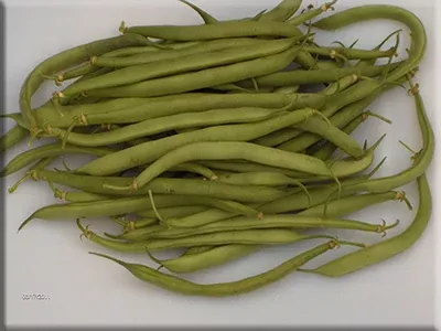 Blue Jay Bean