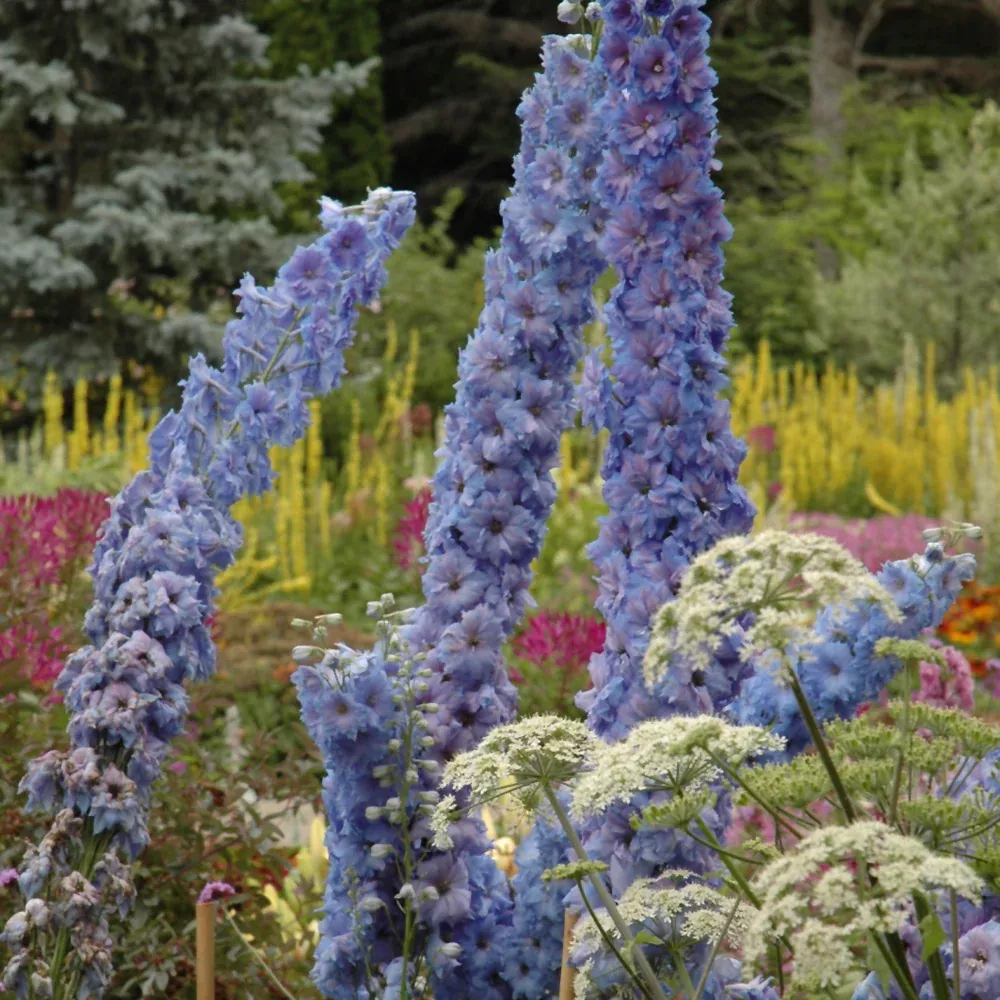Blue Lace Larkspur