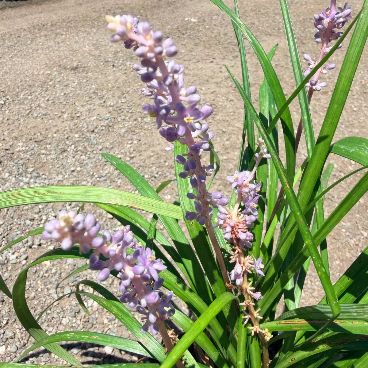 Blue Lily Turf
