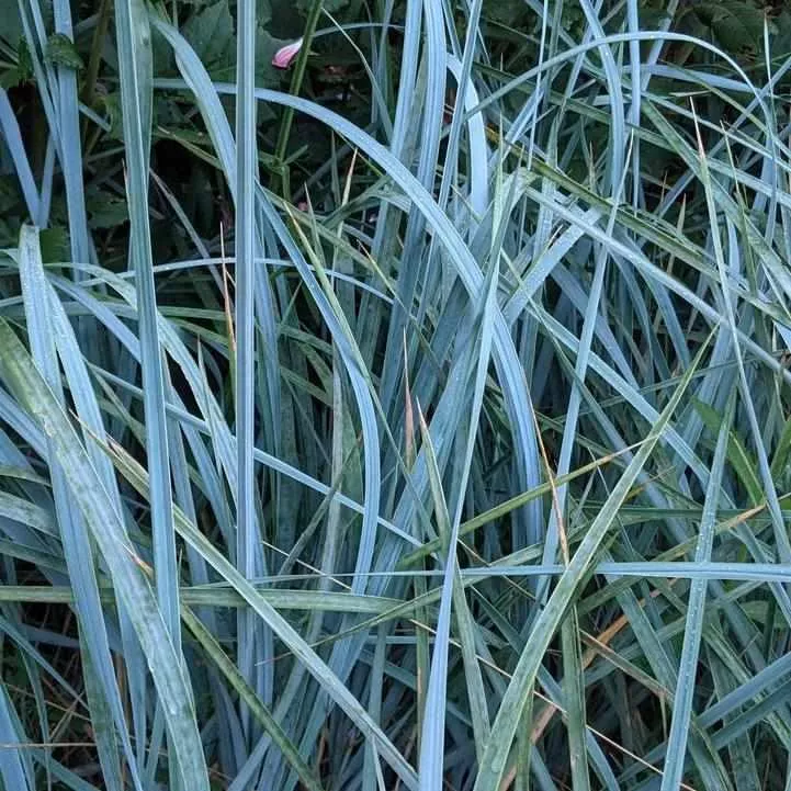 Blue Lyme Grass