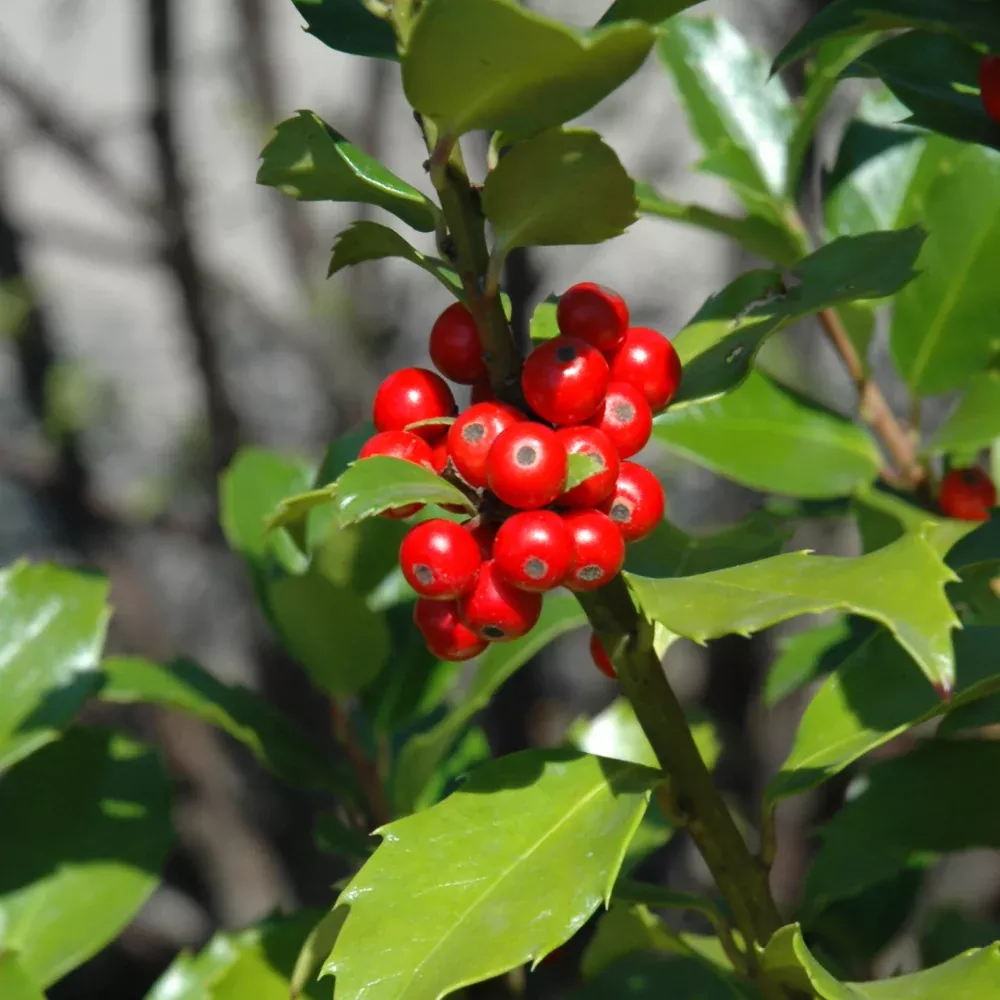 Blue Maid Meserve Holly