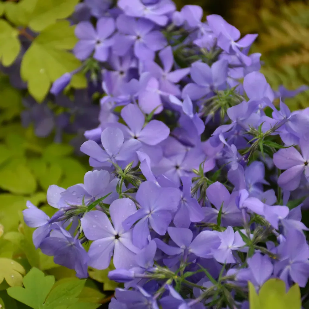 Blue Moon Phlox