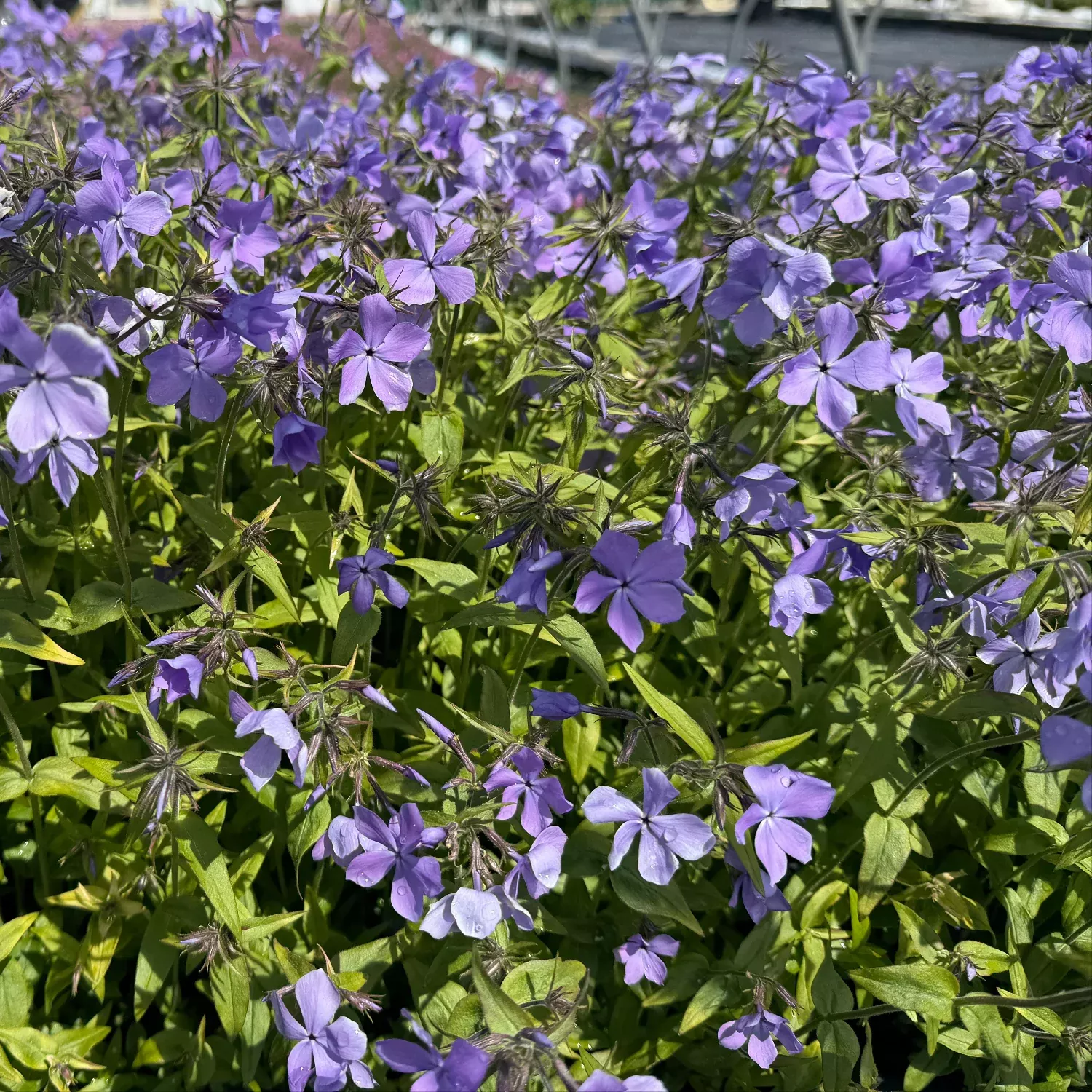 Blue Moon Woodland Phlox