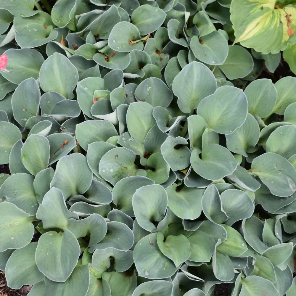 Blue Mouse Ears Hosta