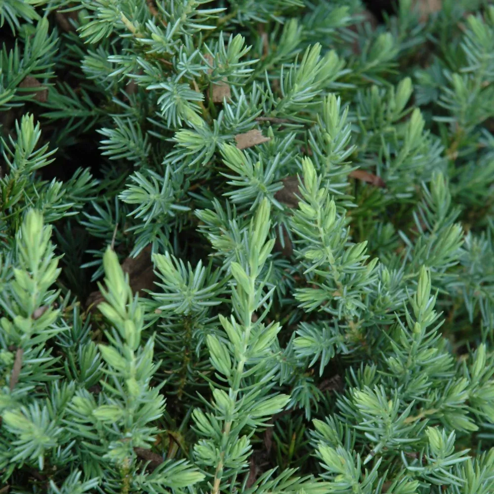Blue Pacific Shore Juniper