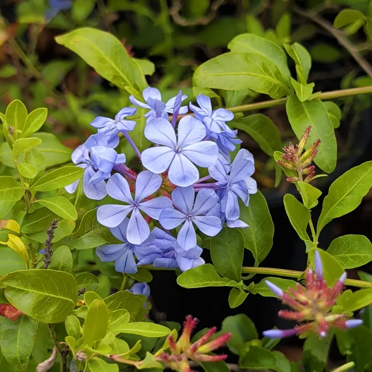 Blue Plumbago