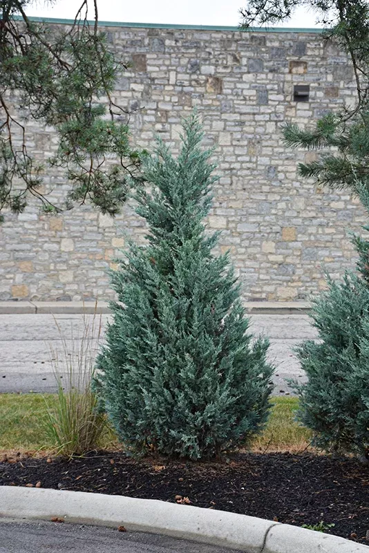 Blue Point Juniper - Juniperus chinensis 'Blue Point' - 5 Foot Ball & Burlap Tree