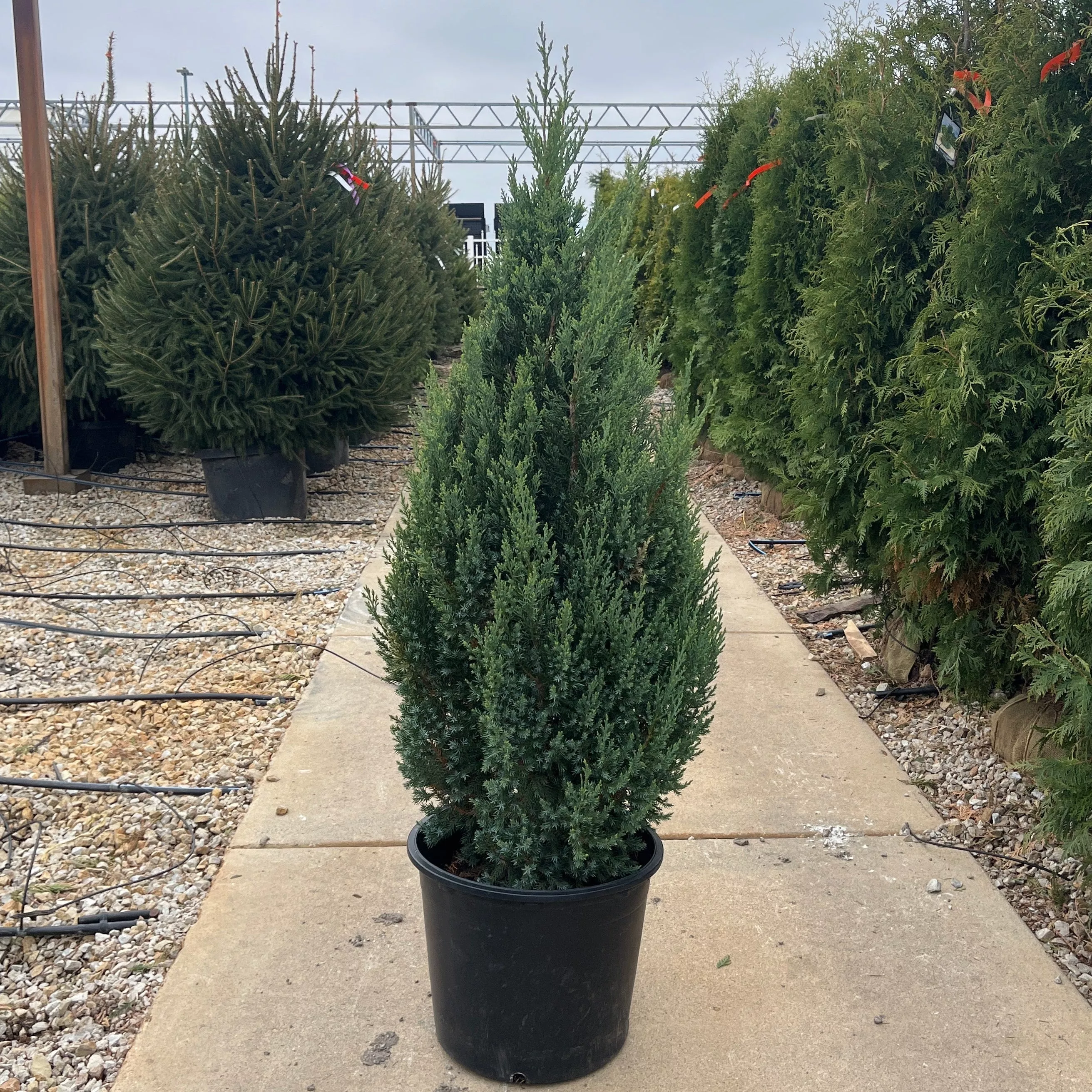 Blue Point Juniper - Juniperus chinensis - Potted Shrub (Multiple Sizes)