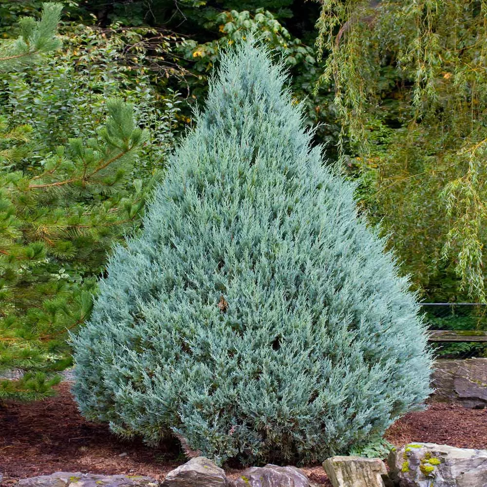 Blue Point Juniper