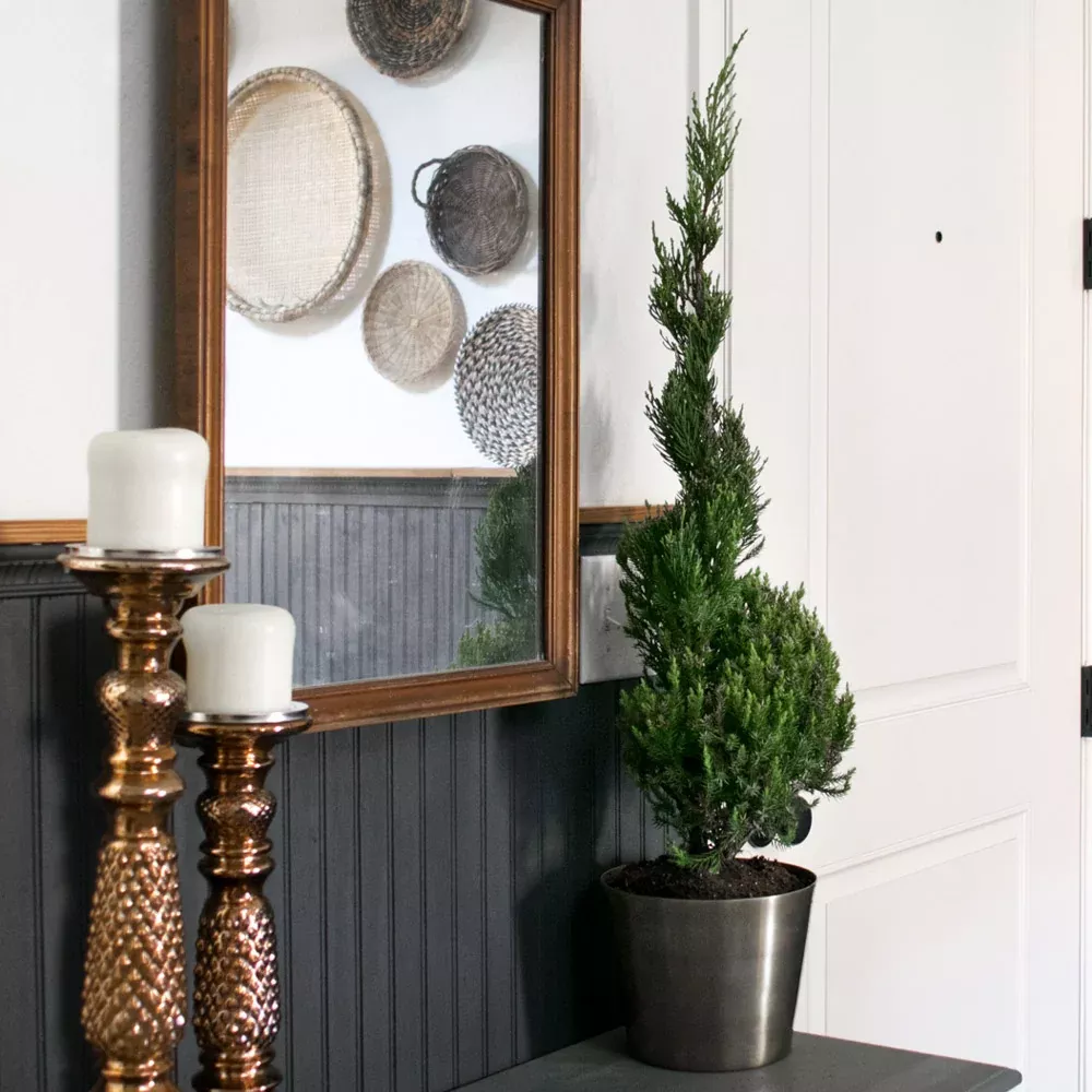 Blue Point Spiral Juniper Gift Plant