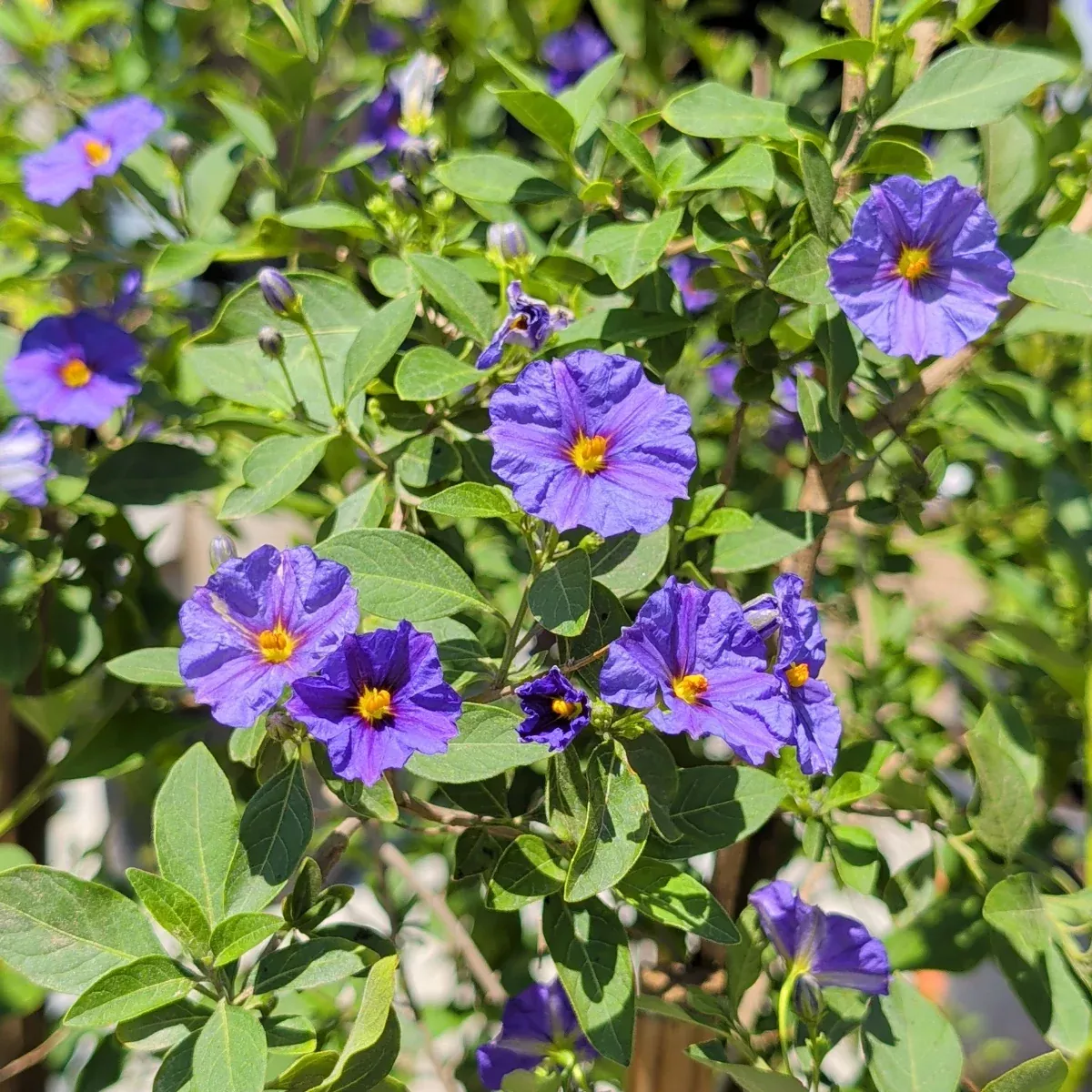 Blue Potato Bush