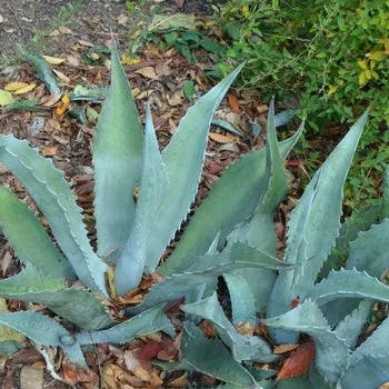 Blue Rough Leaf Agave