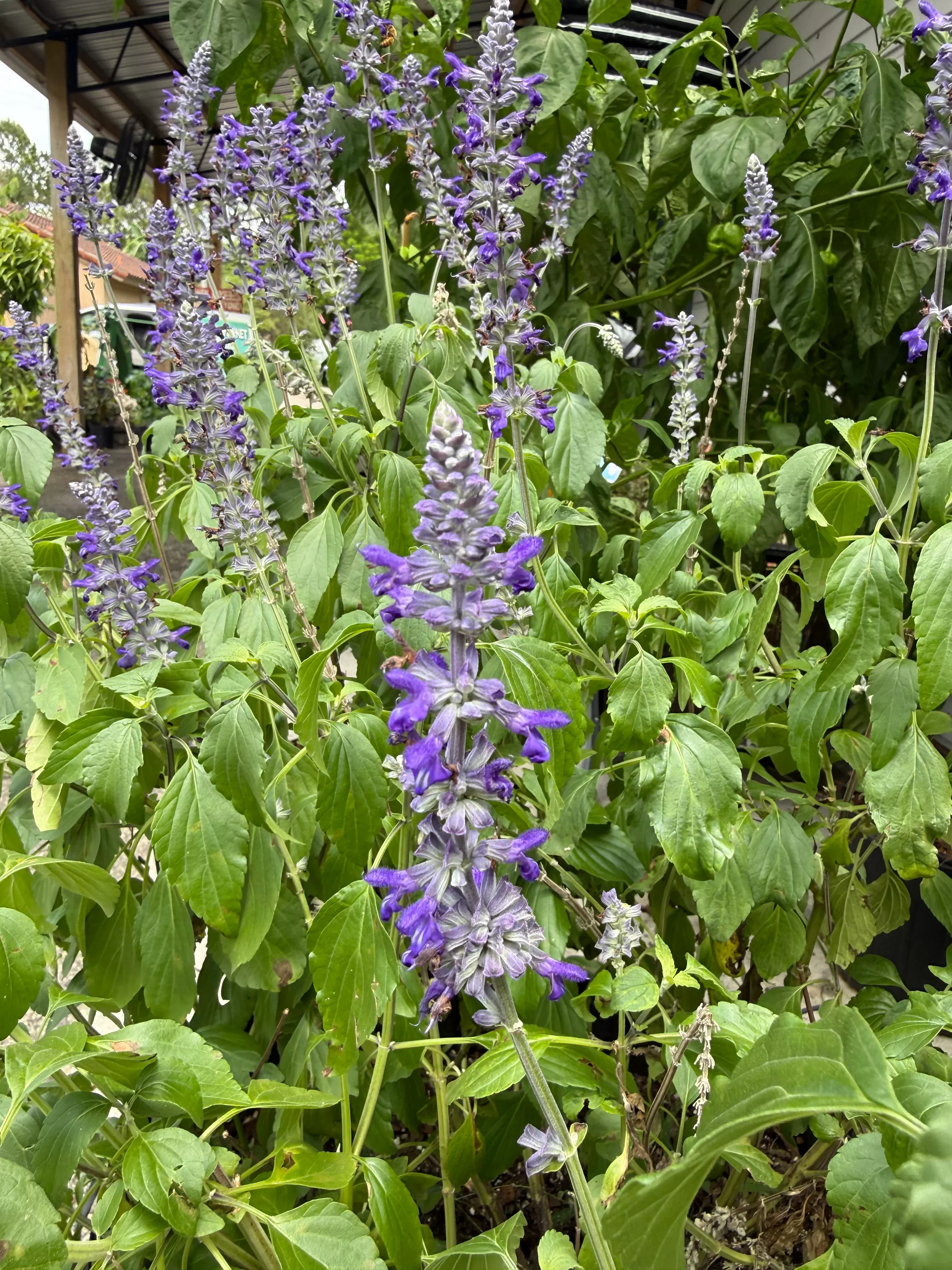 Blue Sage Plant