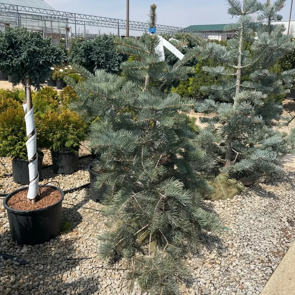 Blue Select White Fir - Abies concolor 'Glauca Select' - 3-4 Foot Ball & Burlap Tree