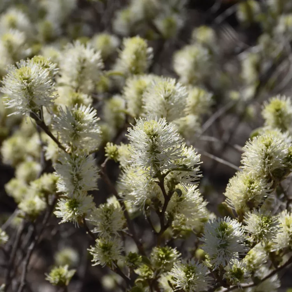 Blue Shadow Fothergilla