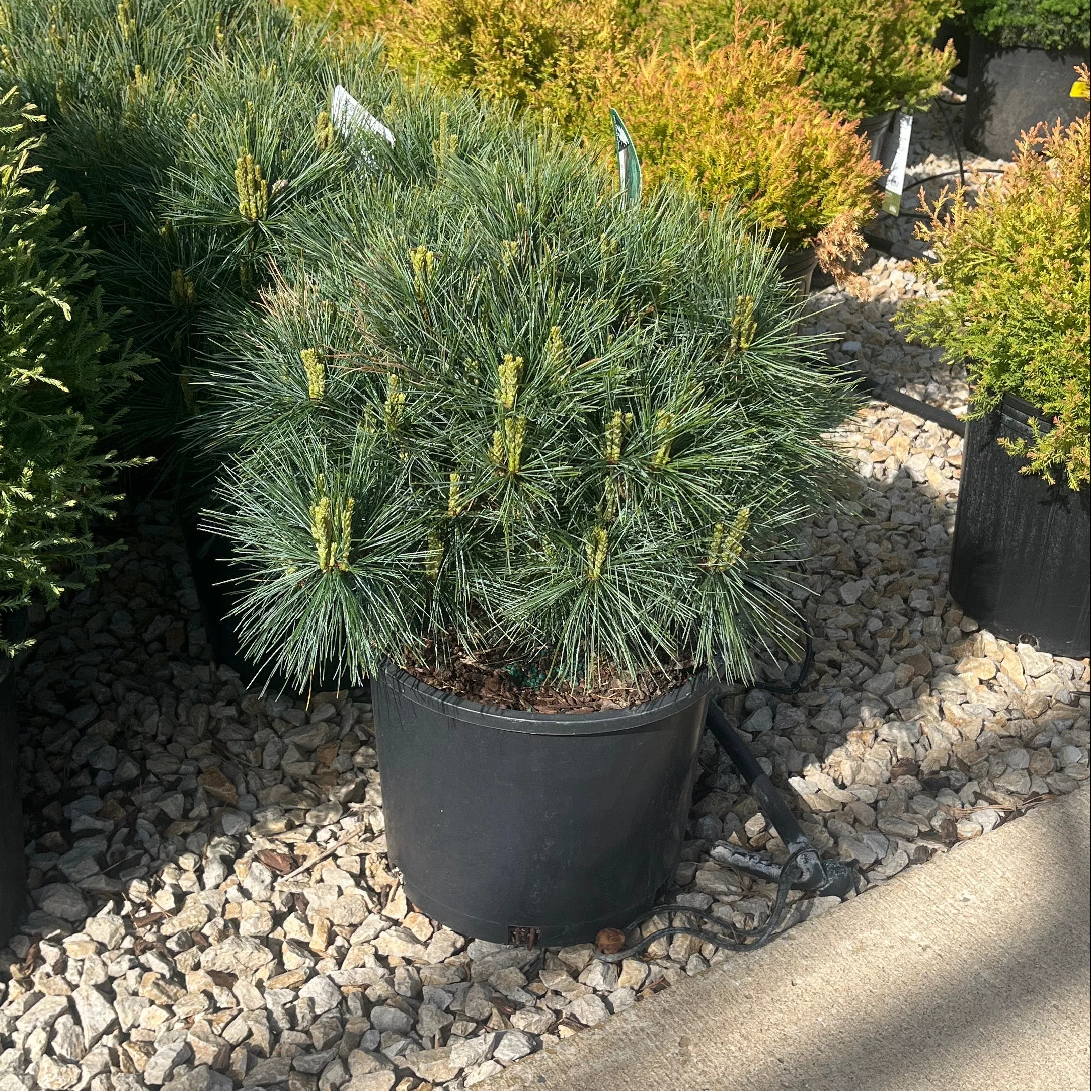 Blue Shag White Pine - Pinus strobus - 3 Gallon Potted Shrub