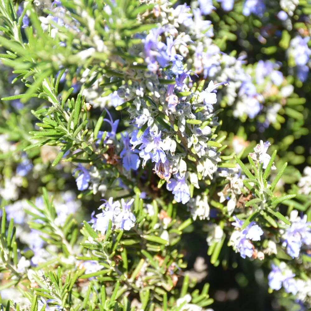 Blue Spires Rosemary