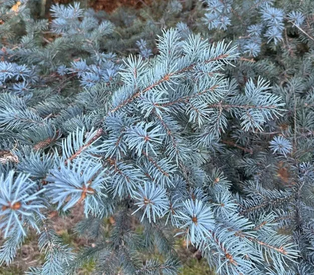Blue Spruce Seeds
