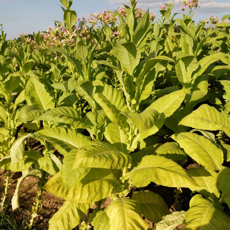 Blue Star 100 Tobacco Seeds (Nicotiana tabacum) – Burley Heirloom Tobacco, Open-Pollinated, Deer-Resistant, Upright Columnar Growth to 8 Feet, Sturdy & Curing Variety for Home Gardens