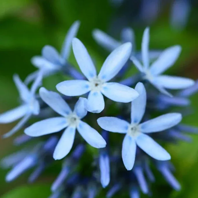 Blue Star Amsonia