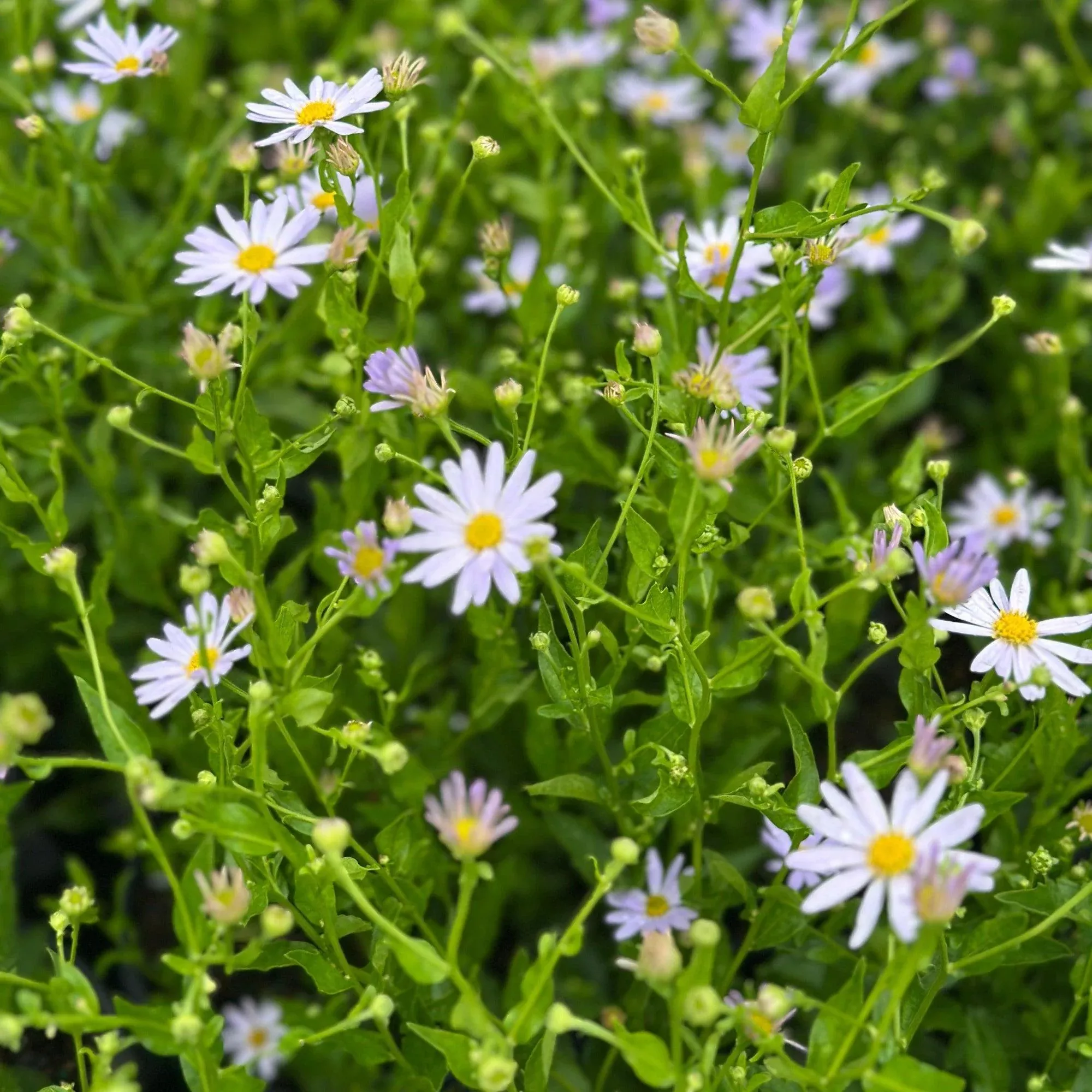 Blue Star Japanese Aster