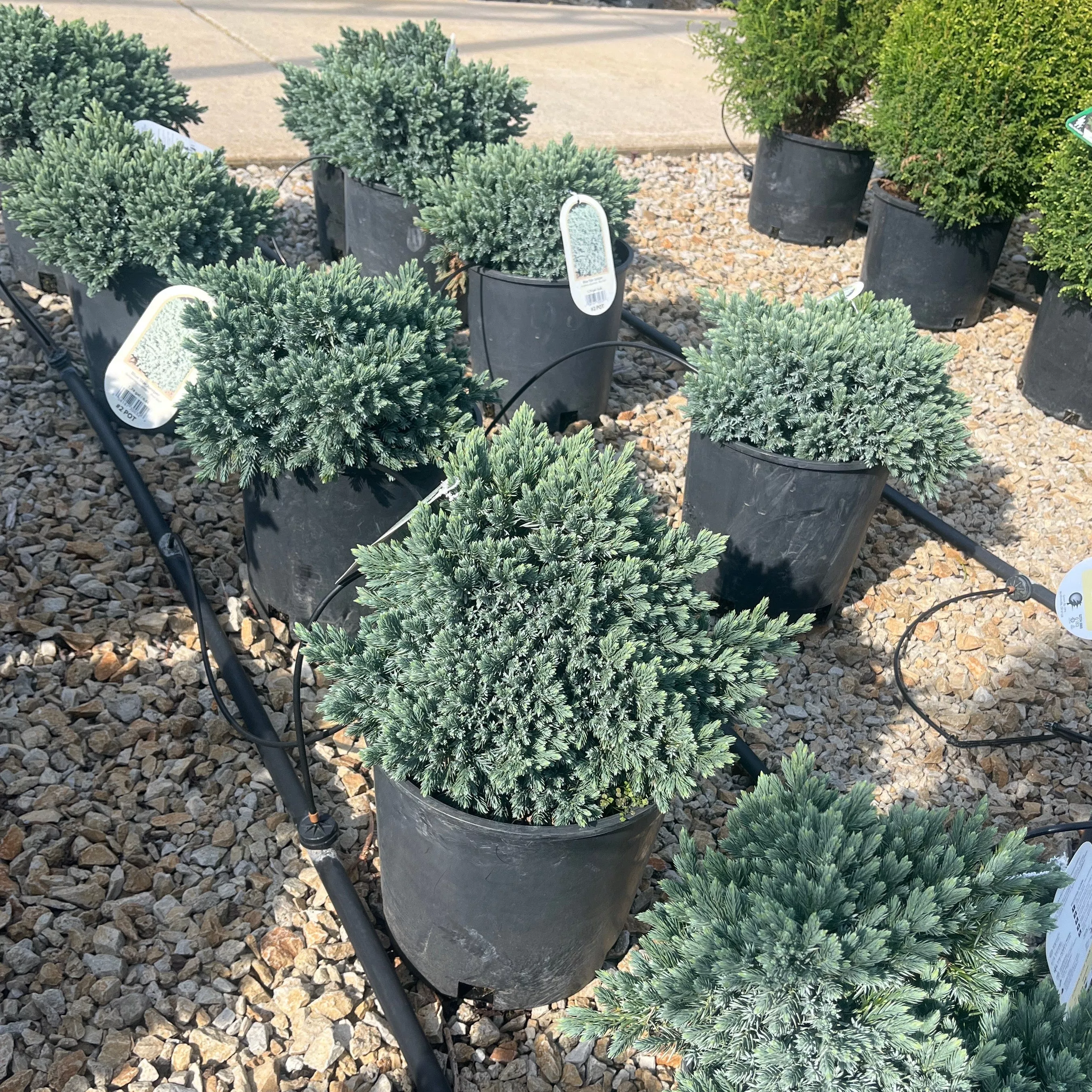 Blue Star Juniper - Juniperus squamata - 2 Gallon Potted Evergreen Shrub
