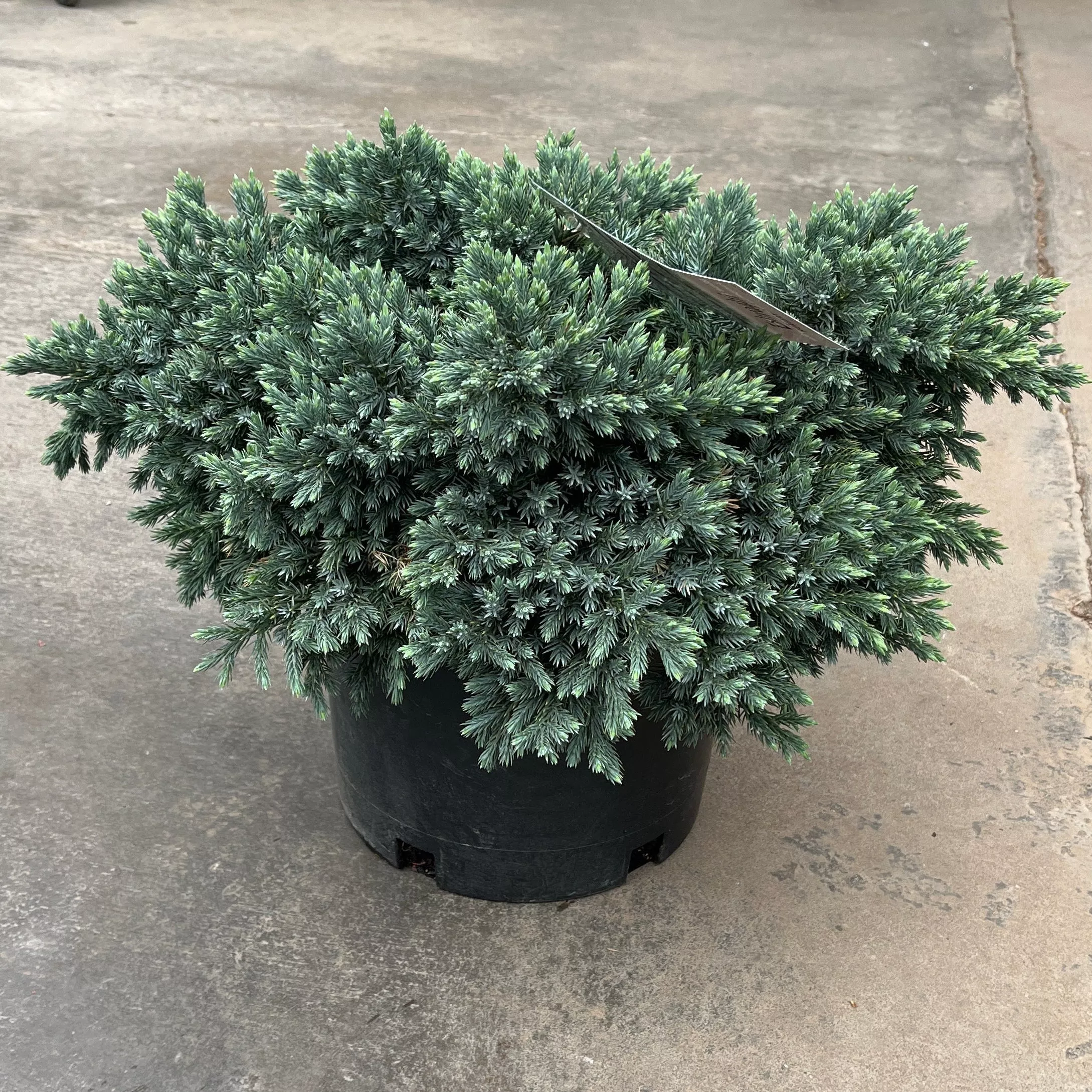 Blue Star Juniper - Juniperus squamata - 3 Gallon Potted Evergreen Shrub