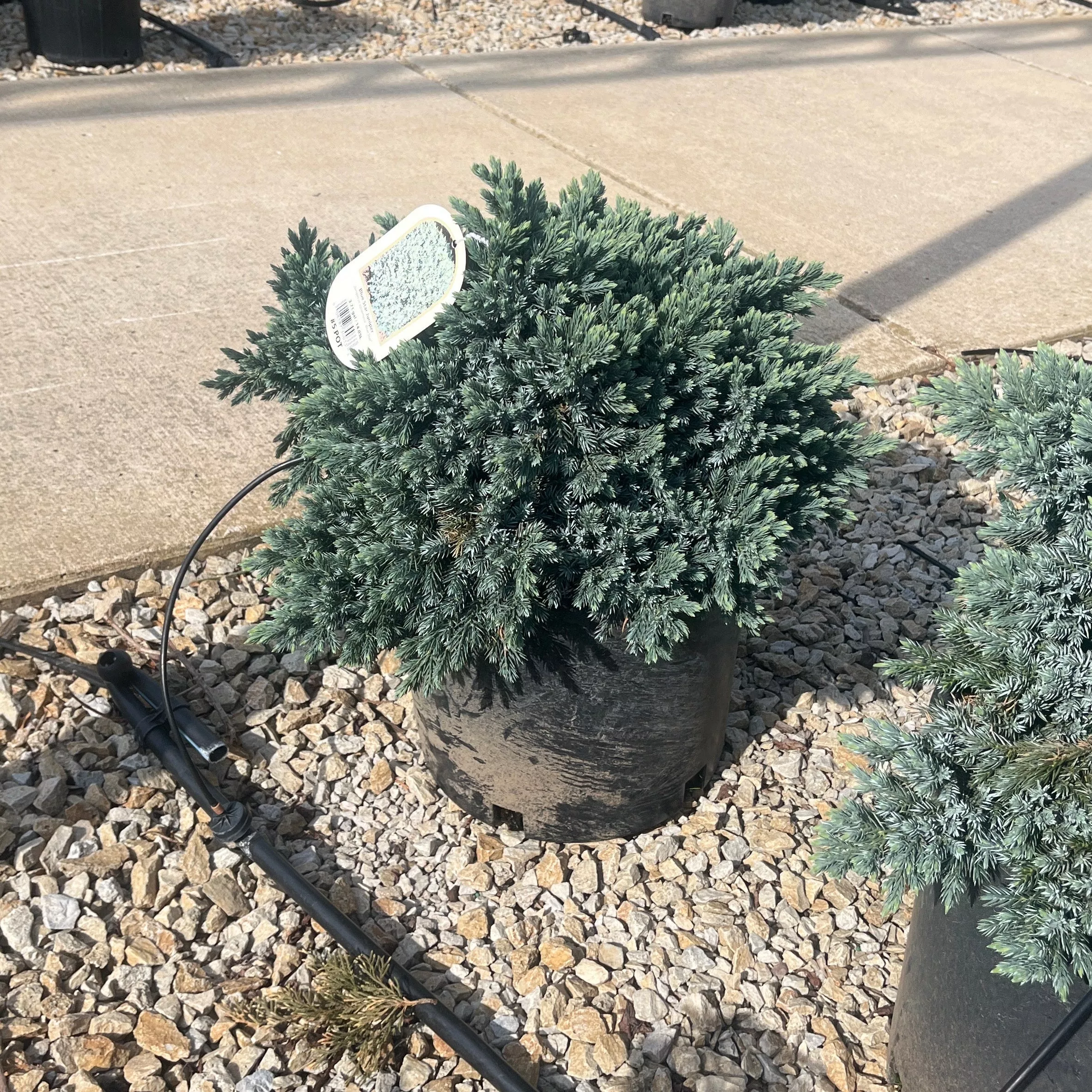 Blue Star Juniper - Juniperus squamata - 5 Gallon Potted Evergreen Shrub