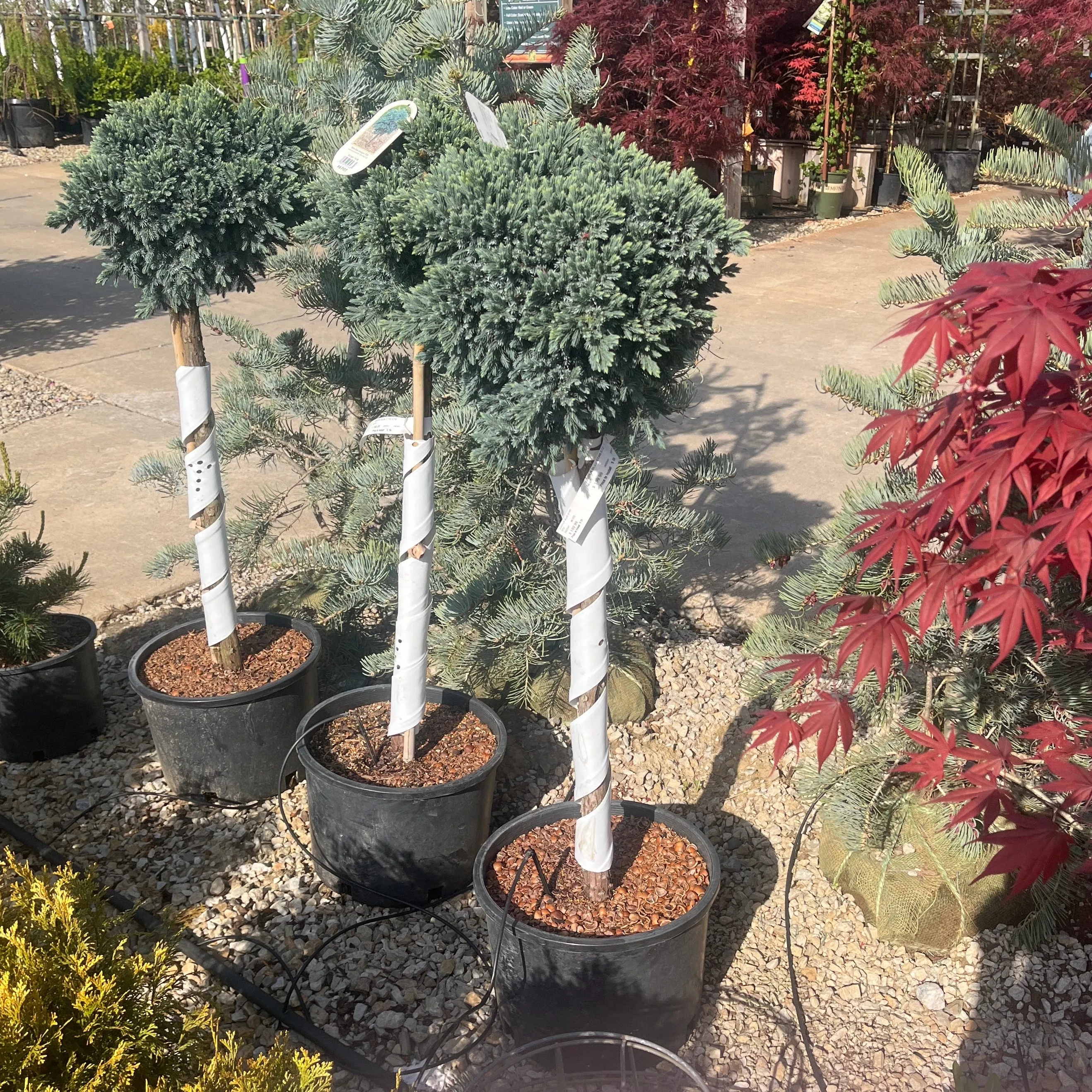 Blue Star Juniper - Juniperus squamata - 6 Gallon Potted Evergreen Tree