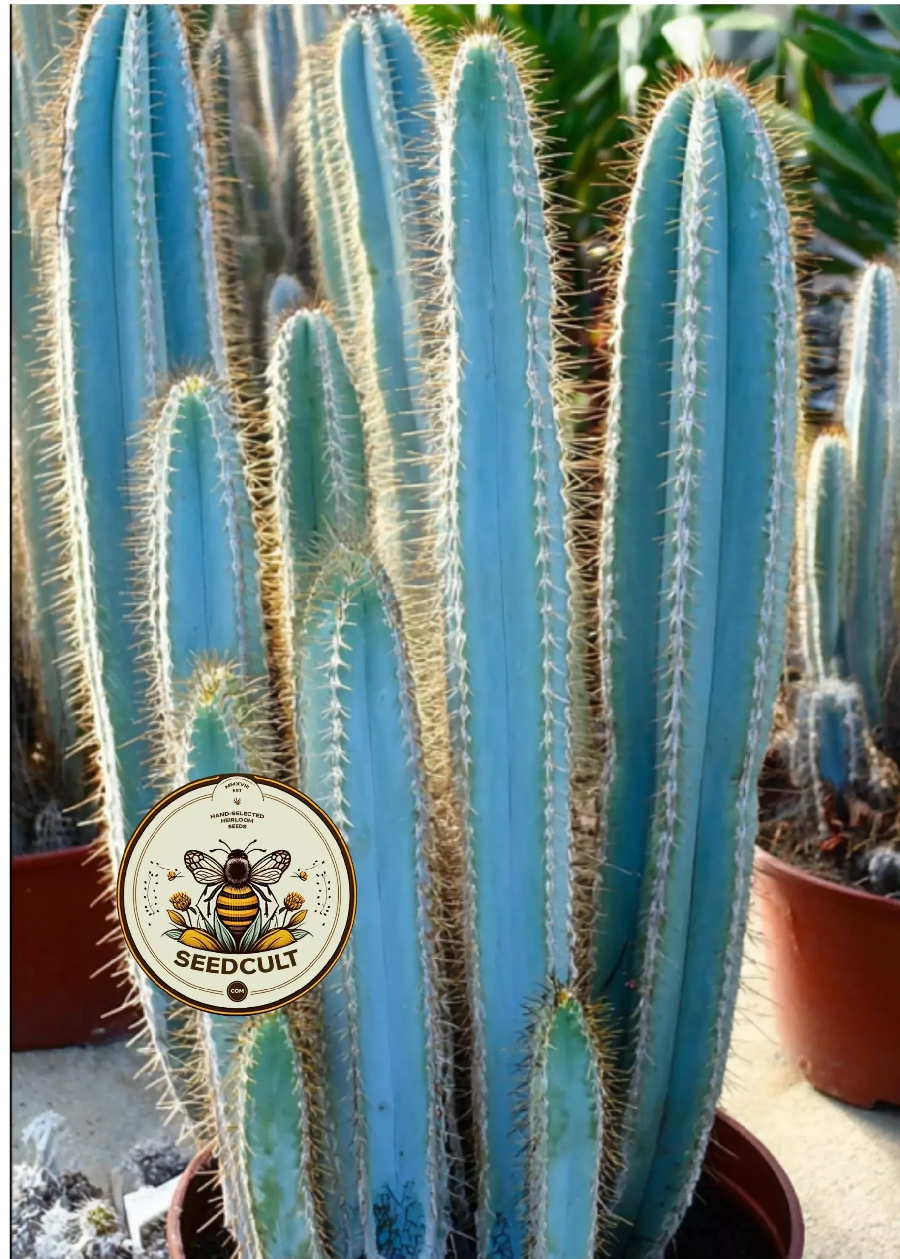Blue Torch Cactus