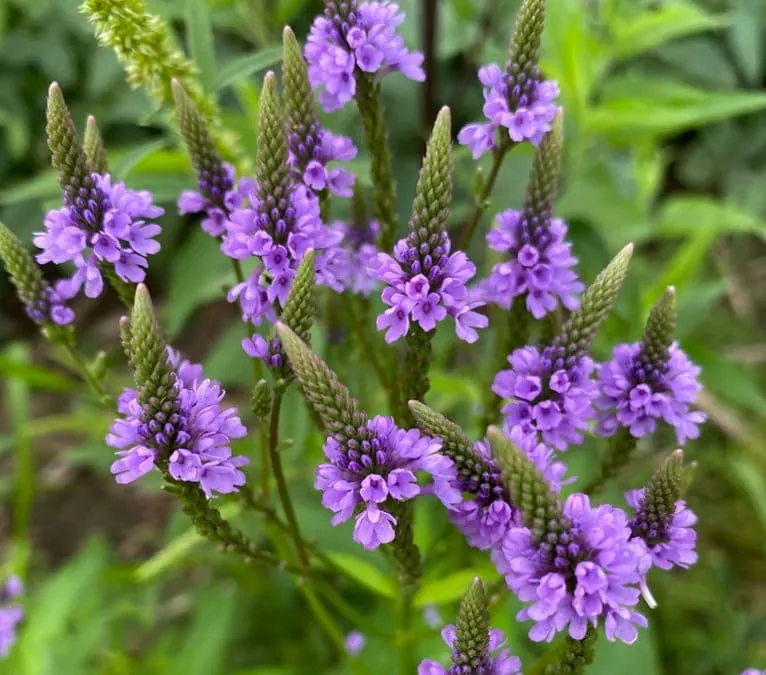 Blue Vervain Seeds